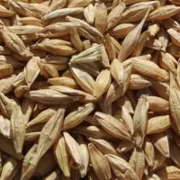جو ابی بهمن درشت مادری