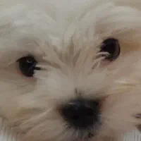 سگ شیتزو کراس|سگ|تهران, پردیسان|دیوار