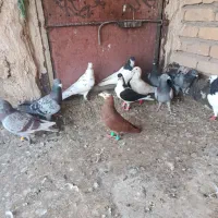 کبوتر