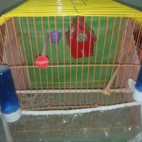 قفس سالم و نو