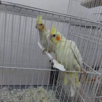 پرنده
