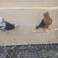 دوتا کفتر کاکلی غریب گیری