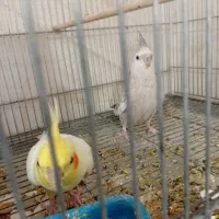 جوجه عروس هلندی مرواریدی در رباط کریم|پرنده|چهاردانگه (تهران), |دیوار