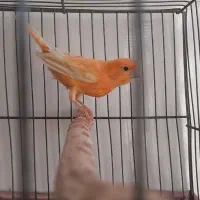 قناری|پرنده|شیراز, گویم|دیوار