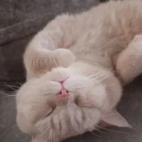 گربه نر برای جفتگیری