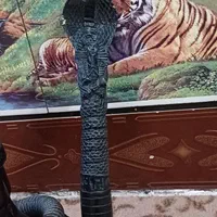 قلیون چوب گردو|کوهنوردی و کمپینگ|بندر ماهشهر, |دیوار