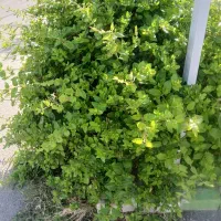 انجام صفرتاصدباغچه