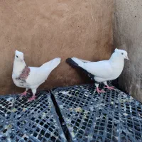 ی جفت رنگی|پرنده|اهواز, کیان اباد|دیوار