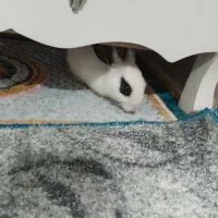 خرگوش مینیاتوری|موش و خرگوش|خرم‌آباد, |دیوار