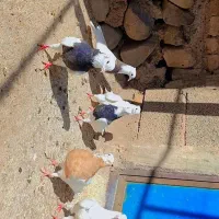 کبوتر طوقی|پرنده|تبریز, |دیوار