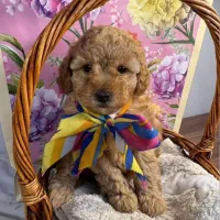 پودل عروسکی ، توی پودل ضمانتی