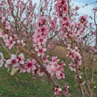 نهالستان جوتیار|خدمات باغبانی و درختکاری|میاندوآب, |دیوار