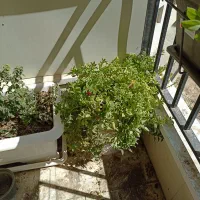 ناز یخی بزرگ و برگ بیدی|گل و گیاه طبیعی|اصفهان, کوی امیریه|دیوار