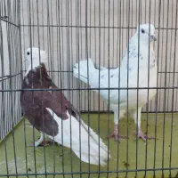 نر و ماده شازده سرور|پرنده|قم, شاه احمد قاسم|دیوار