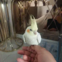 عروس هلندی دستی