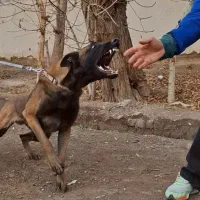 مربی سگ|خدمات آموزشی|کرج, گلشهر|دیوار