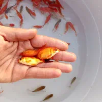 ماهی قرمز عیدعمده وگلدفیش کالیکو (ماهی شکار ندارم)|ماهی|رشت, یخسازی|دیوار