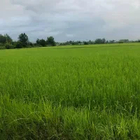 فروش خیلی فوری زمین به متراژ ده هزار ۱۶۰متر|فروش زمین و ملک کلنگی|رشت, یخسازی|دیوار