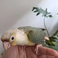 گرینچیک تراکوییس پاین اپل