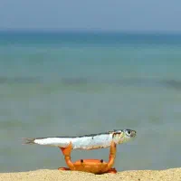 فروش خرچنگ فوری