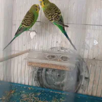 یک جفت مرغ عشق اماده تخم گذاری بدون قفس
