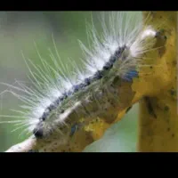 علفتراشی با دستگاه ،هرس، سمپاشی درخت وگل،باغبان،|خدمات باغبانی و درختکاری|سیاهکل, |دیوار