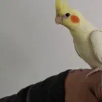 عروس هلندی لوتینو ۴۵ روزه