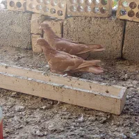 کبوتر یک جفت کبوتر سوسنی