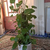 پتوس قیم دار|گل و گیاه طبیعی|ایذه, |دیوار