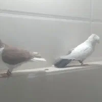 دوبال سرخ بدون غلط