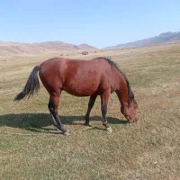 اسب|اسب و تجهیزات اسب‌سواری|هیر, |دیوار
