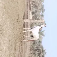 سلام یک مادیون برای فروش شادگان