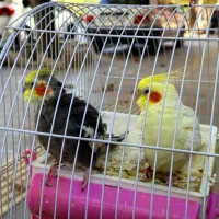 عروس هلندی و طوطی برزیلی|پرنده|سنندج, |دیوار