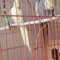 عروس هلندی جفت|پرنده|فولادشهر, B7|دیوار