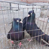 ذاغ آبادانی|پرنده|رودخانه, |دیوار