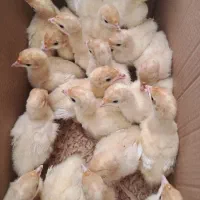 جوجه|حیوانات مزرعه|کلاله, |دیوار