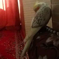 عروس هلندی گم شده|پرنده|شیراز, محراب|دیوار