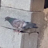 کبوتر بادنجونی