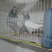 جفت سینه. کبوتر
