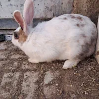 خرگوش اهلی