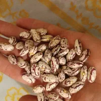لوبیا چیتی برداشت امسال