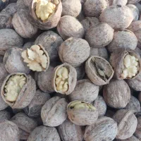 گردو پوست کاغذی ونایی|عمدهفروشی|بروجرد, |دیوار