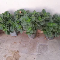 گل و گیاه|گل و گیاه طبیعی|دلیجان, |دیوار