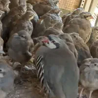 مرغ اردک کبوتر خروس  مرغ عشق پلاکی پرنده زینتی