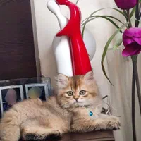 کانال گربه میوهاپ ( پرشین / بریتیش / اسکاتیش )|گربه|اصفهان, جلفا|دیوار