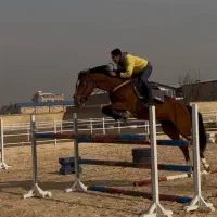 فروش اسب یکسر خارجی پرشی و درساژی|اسب و تجهیزات اسب‌سواری|تهران, جیحون|دیوار