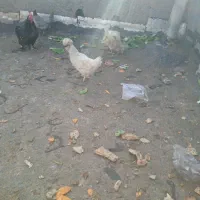 خروس لاری|حیوانات مزرعه|مشهد, ابوذر|دیوار