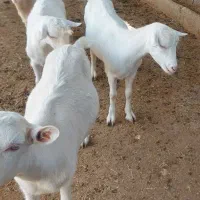 بز سانن اصل|حیوانات مزرعه|تهران, سعیدآباد|دیوار