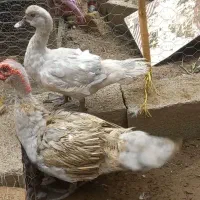 اردک اسراییلی نقره ای