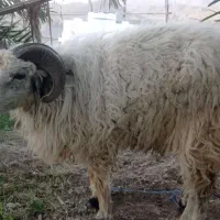 فروش  چپشت سرحال چهار  تا صدملیون